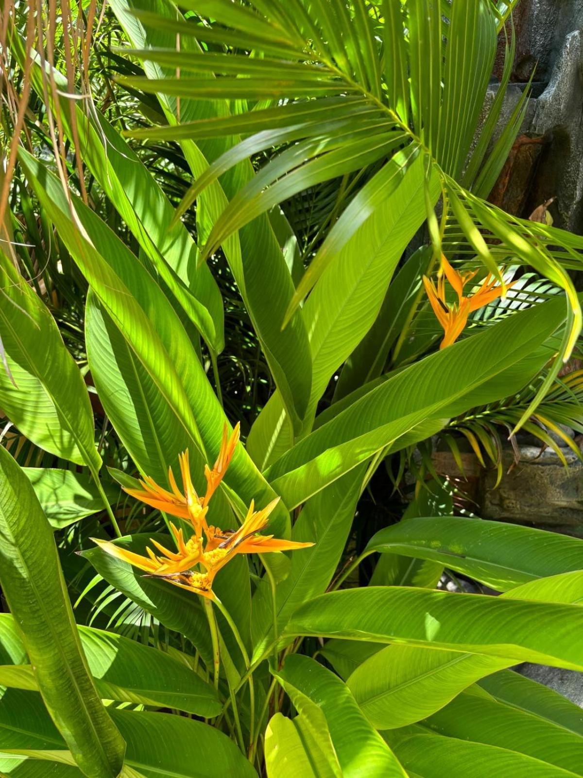 Le Petit Havre Tropical Guadeloupe, Gite, Massages & Spa サン・フランソワ エクステリア 写真